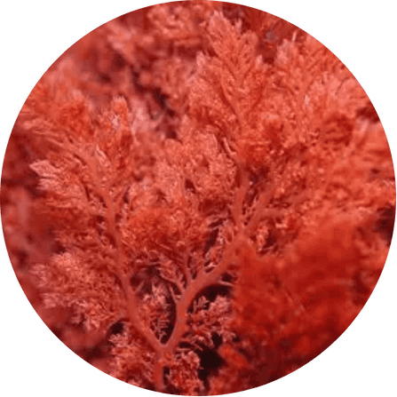 Marine_Nitrate_Complex